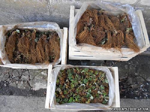 рассада FRIGO клубники Портола Альбион