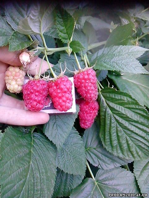 Продажа саженцев малины Патриция и Феномен. Низкие цены! Доставка по Украине